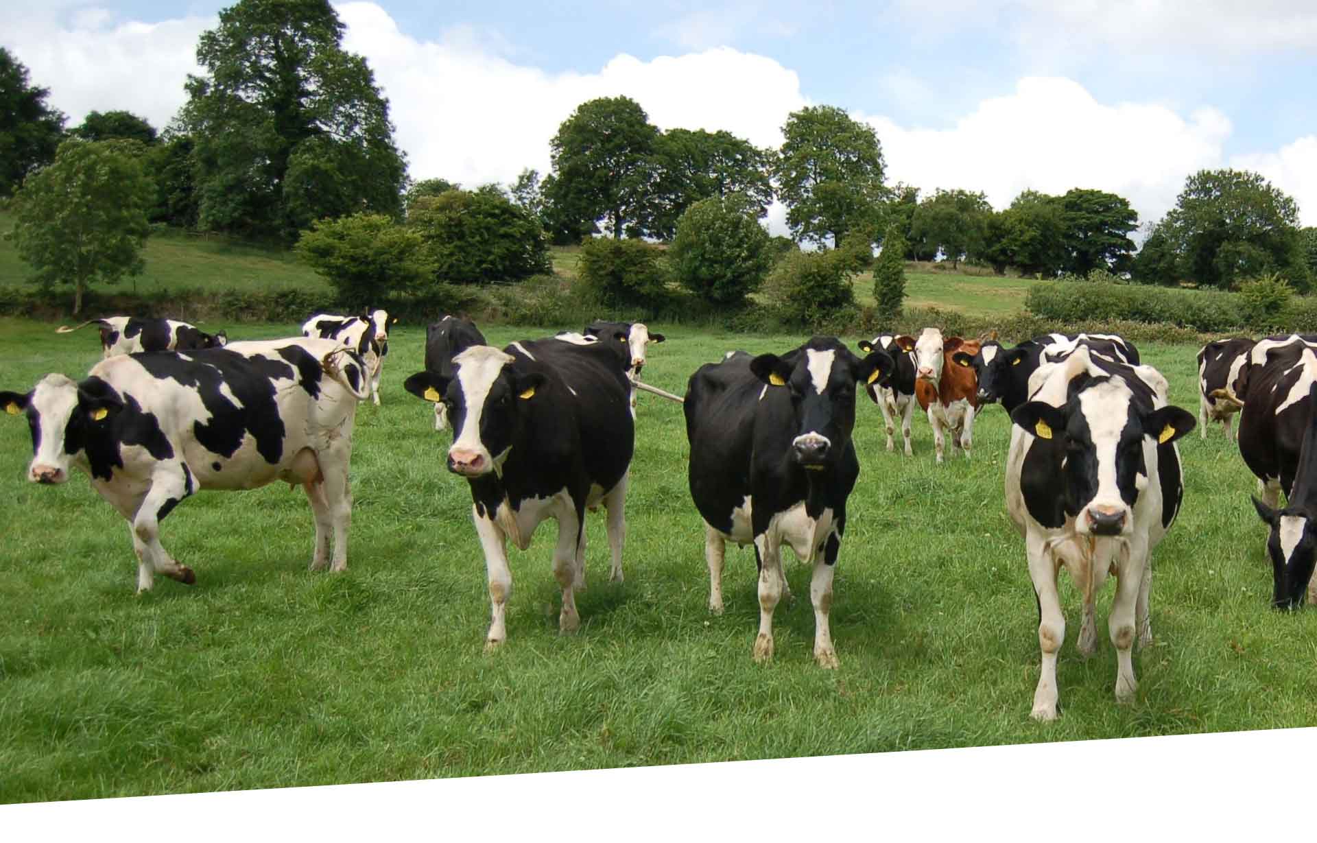 Dairy cows grazing