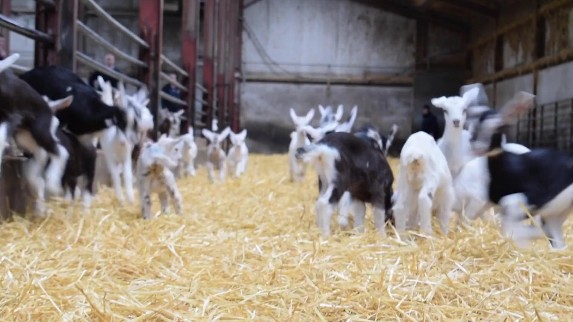 Lambs in a shed